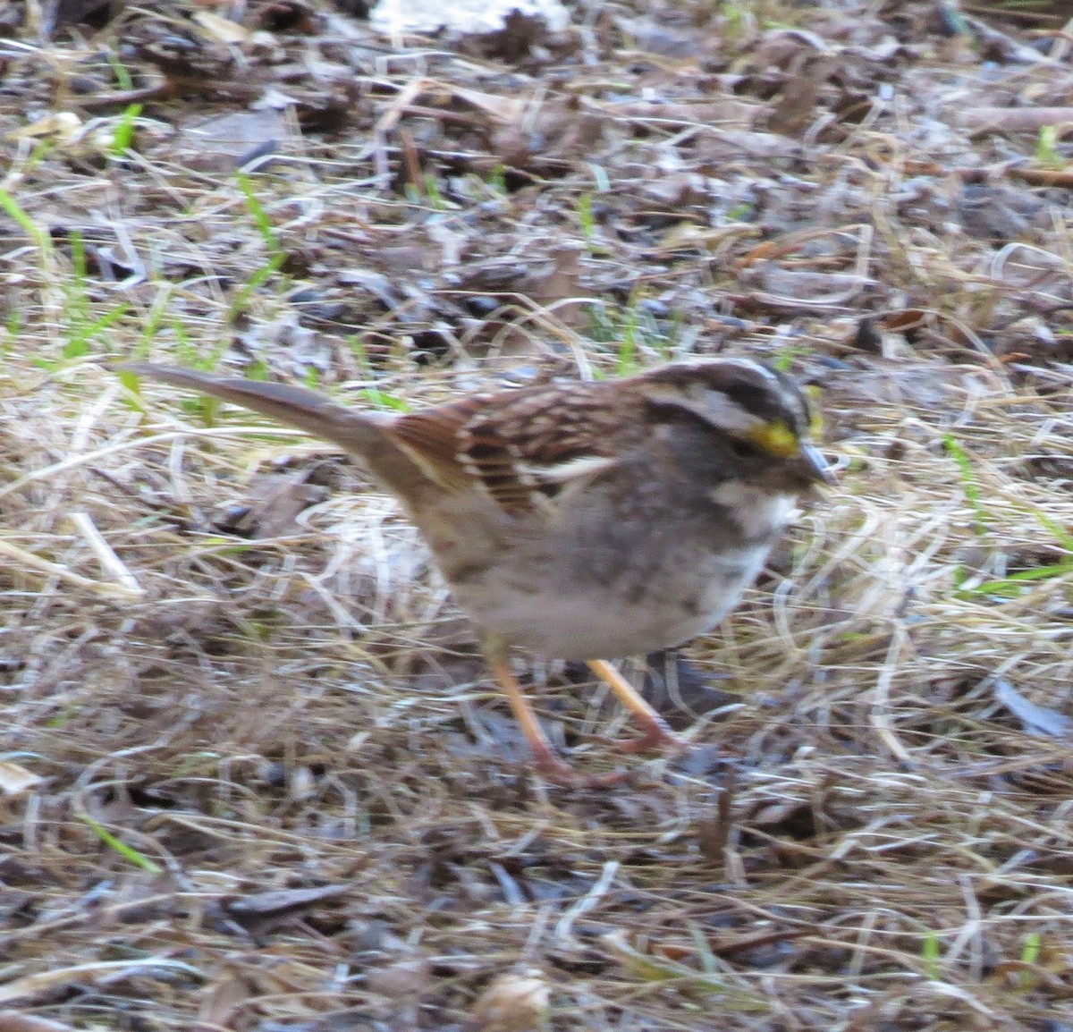 White-throated Sparrow - ML434746781