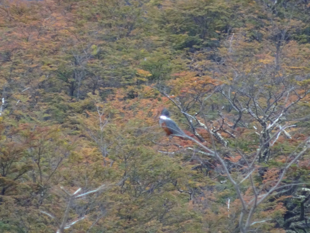 Ringed Kingfisher - ML434750501