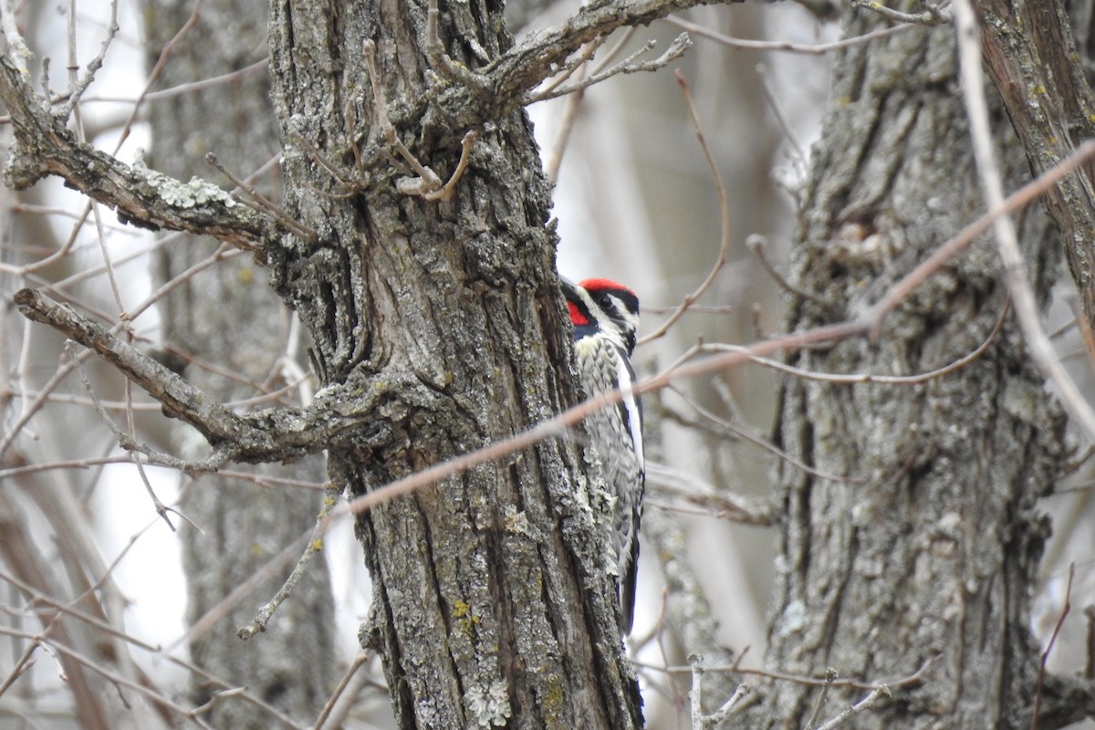 Yellow-bellied Sapsucker - ML434750791