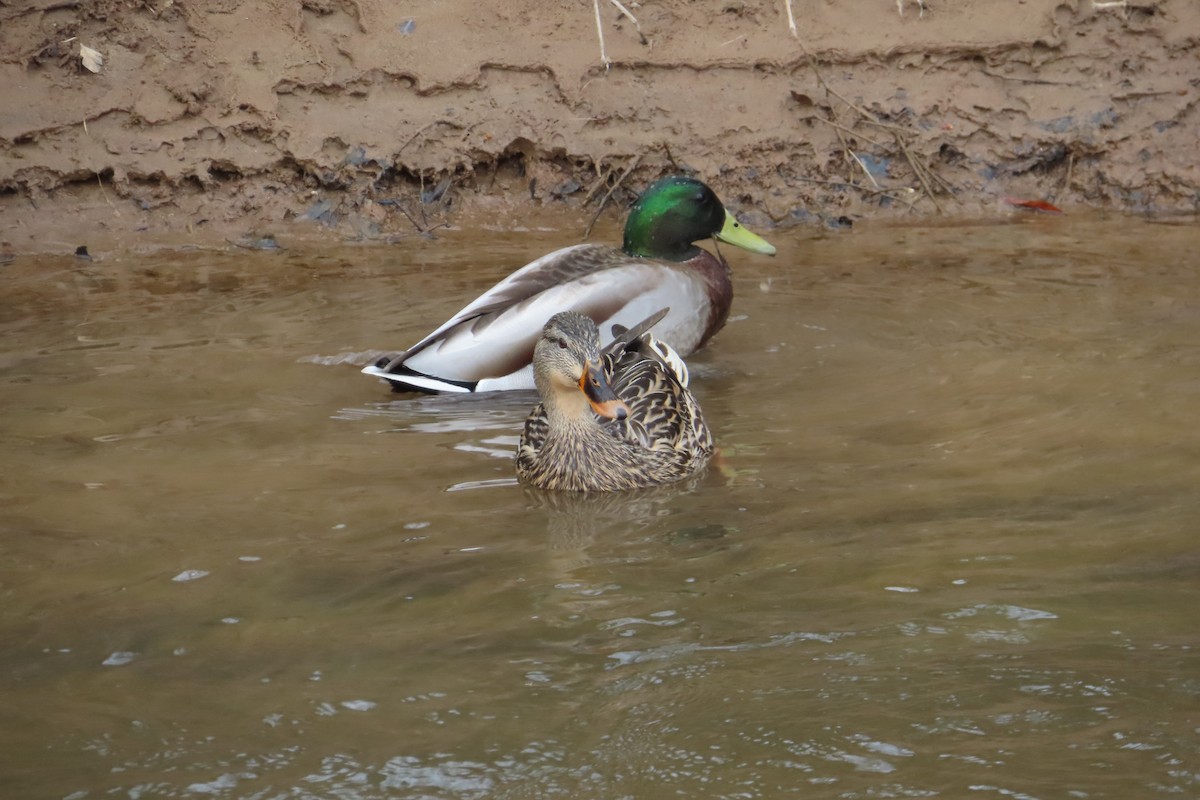 Mallard - Linda Duncan