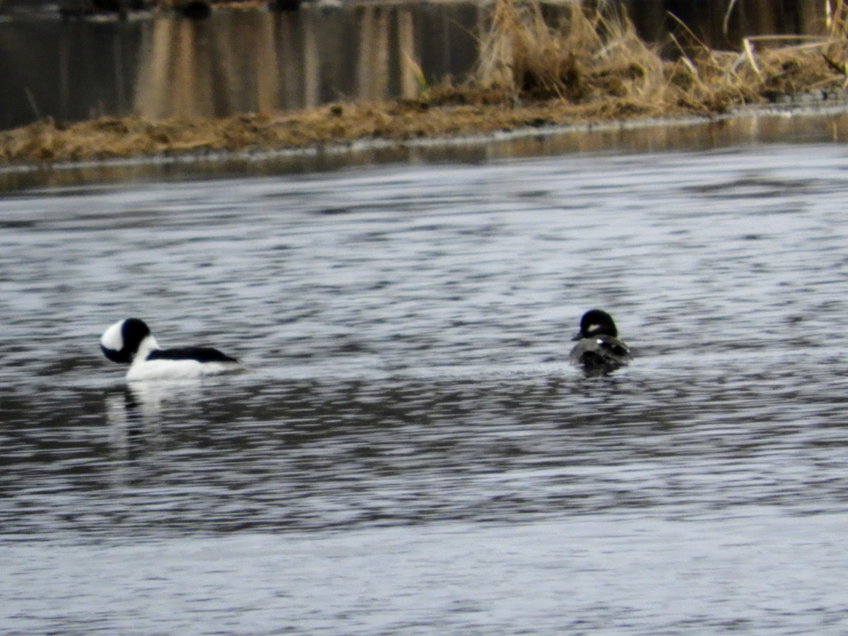 Bufflehead - ML434751711