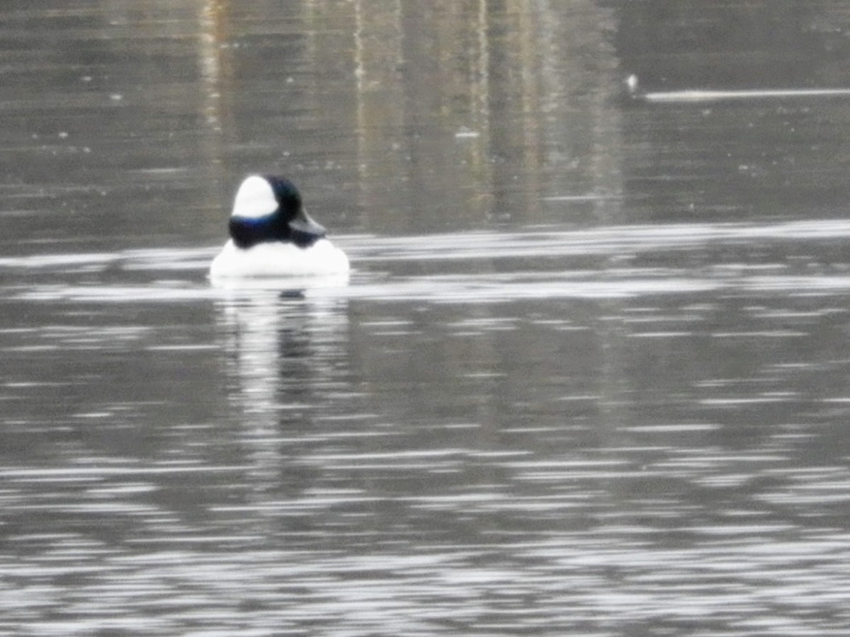 Bufflehead - patricia kuzma sell