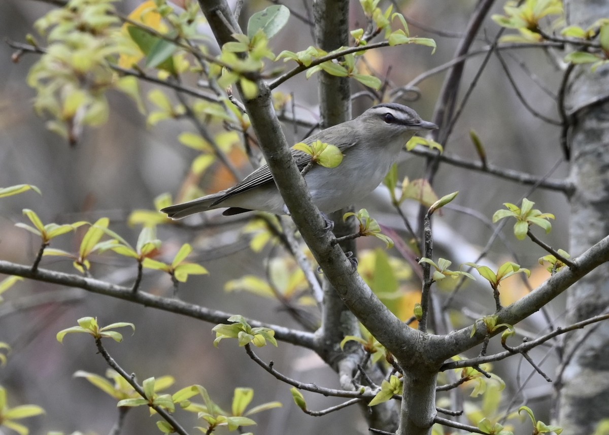 Vireo Ojirrojo - ML434752691