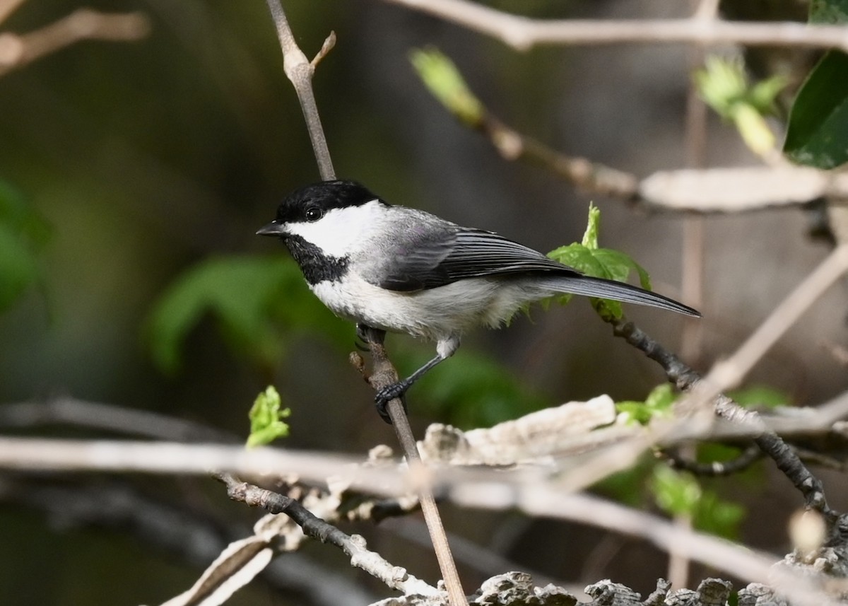 Carolina Chickadee - ML434752741