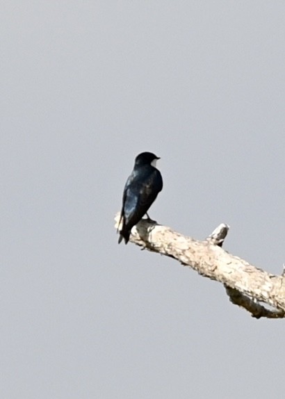 Tree Swallow - ML434752921