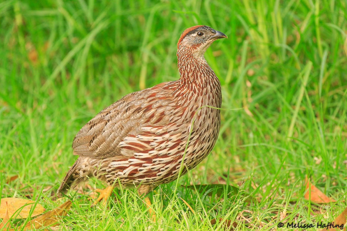 Erckel's Spurfowl - ML434753051