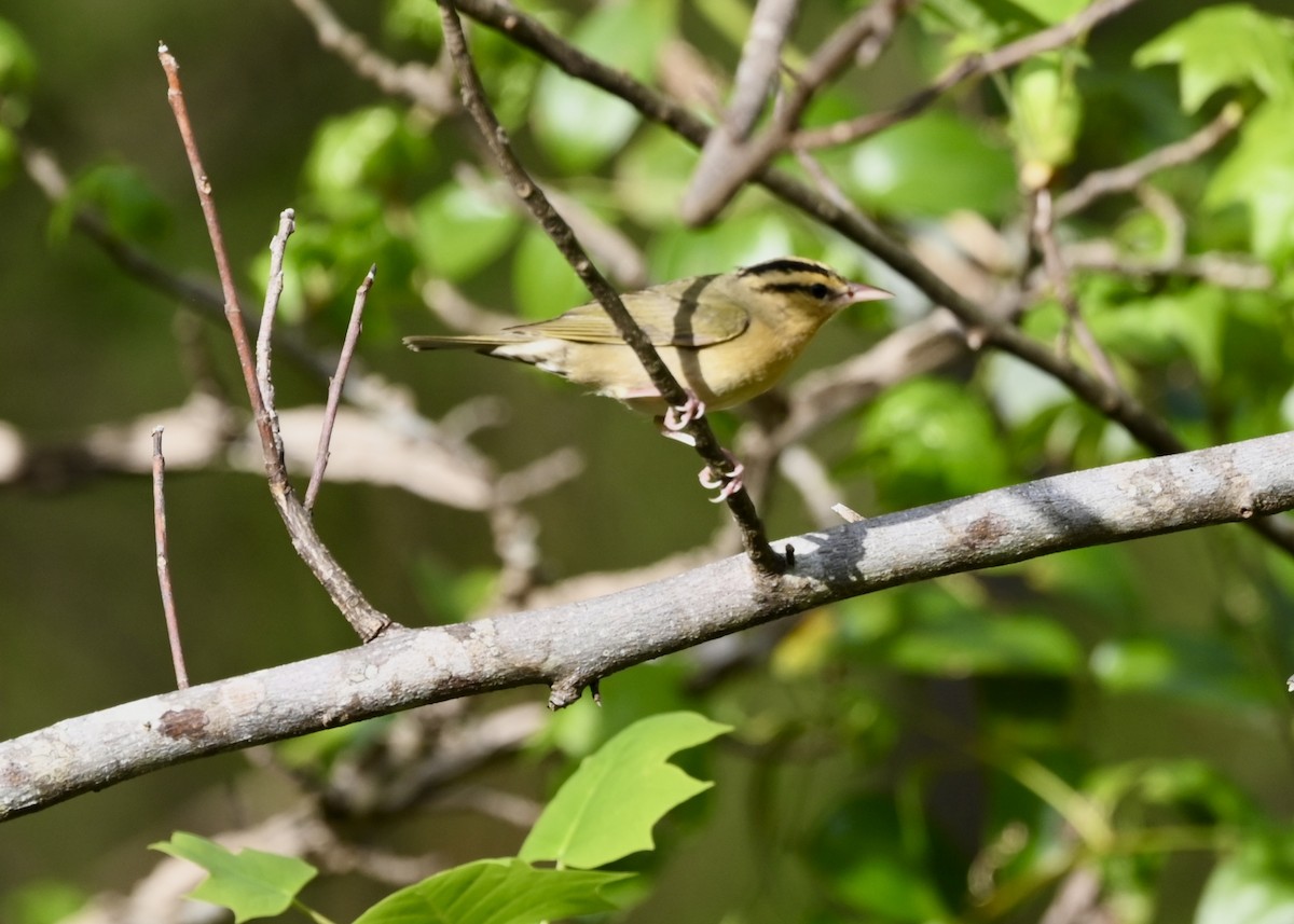 Worm-eating Warbler - Joe Wujcik