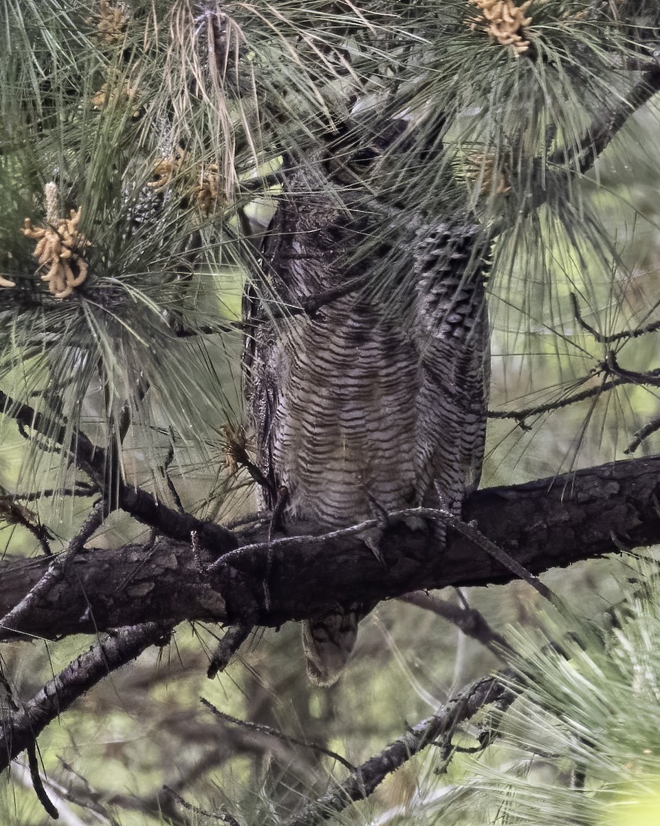 Great Horned Owl - ML434756381