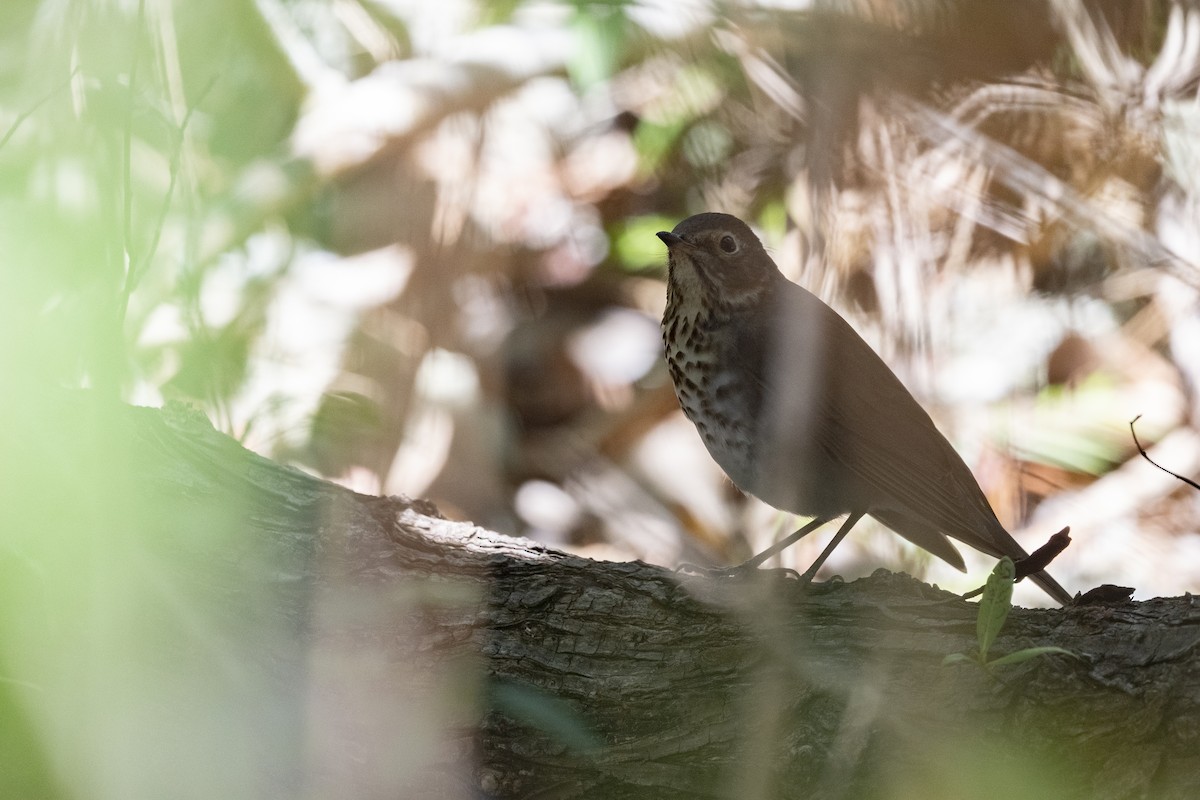 Hermit Thrush - ML434756861