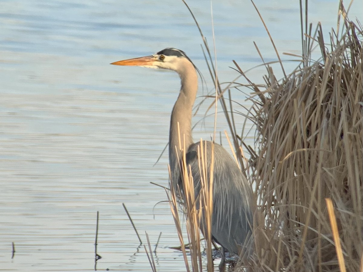 Great Blue Heron - ML434756921