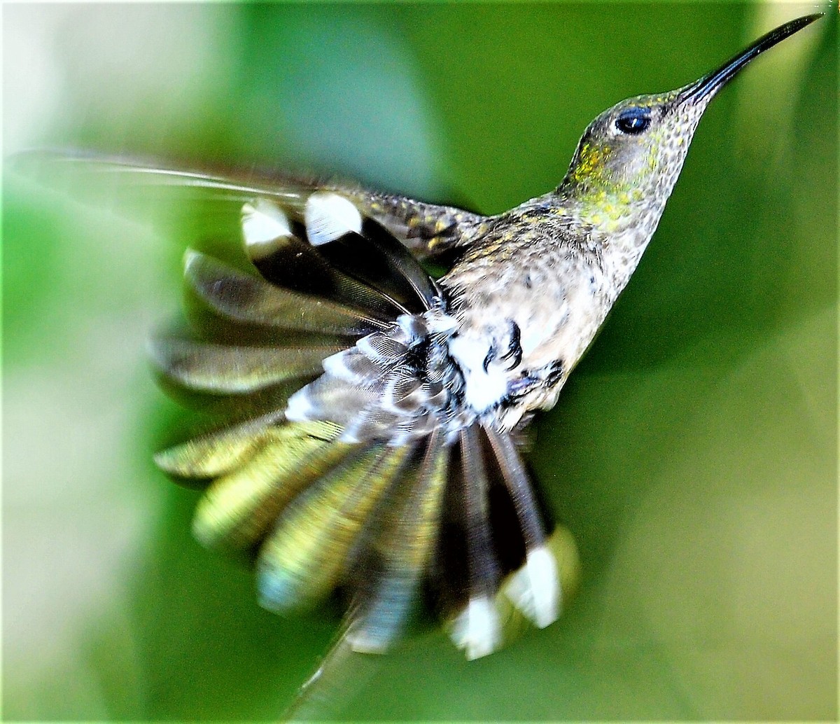 kolibřík skvrnitoprsý - ML434757601