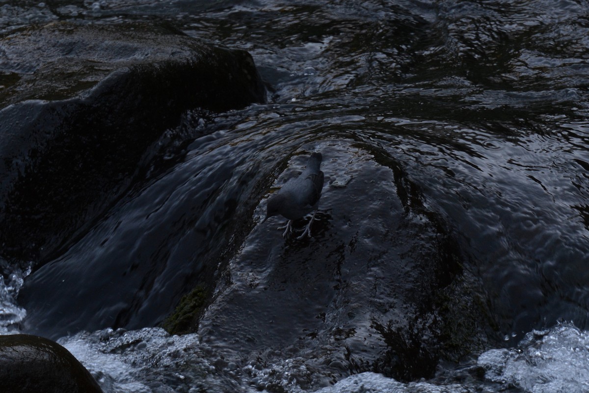 American Dipper - Amy Bishop & Doug Booher