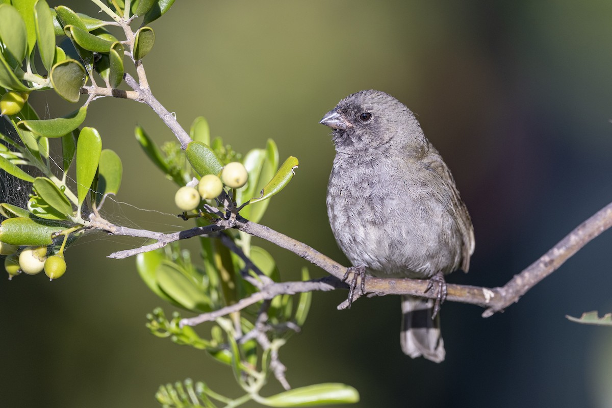 Black-faced Grassquit - Mark Schulist