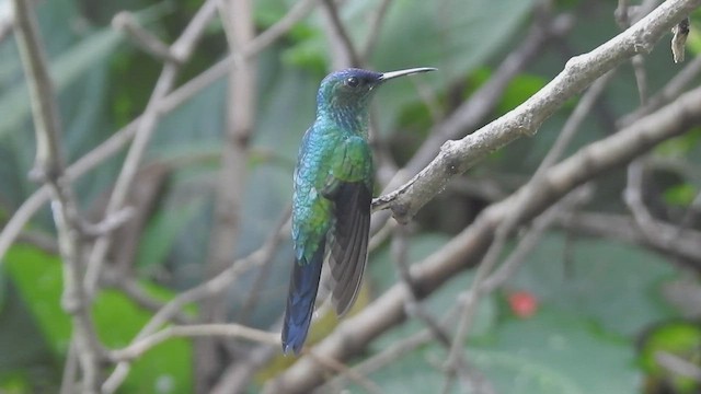 kolibřík fialovotemenný - ML434761071