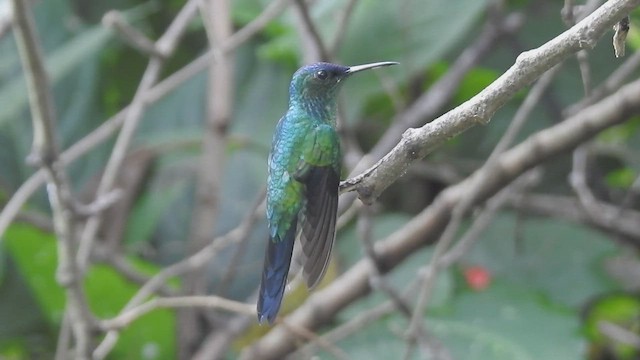 Violet-capped Woodnymph - ML434761071