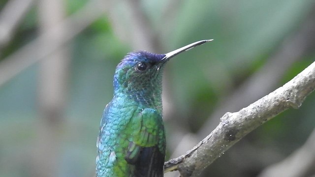 Violet-capped Woodnymph - ML434761201