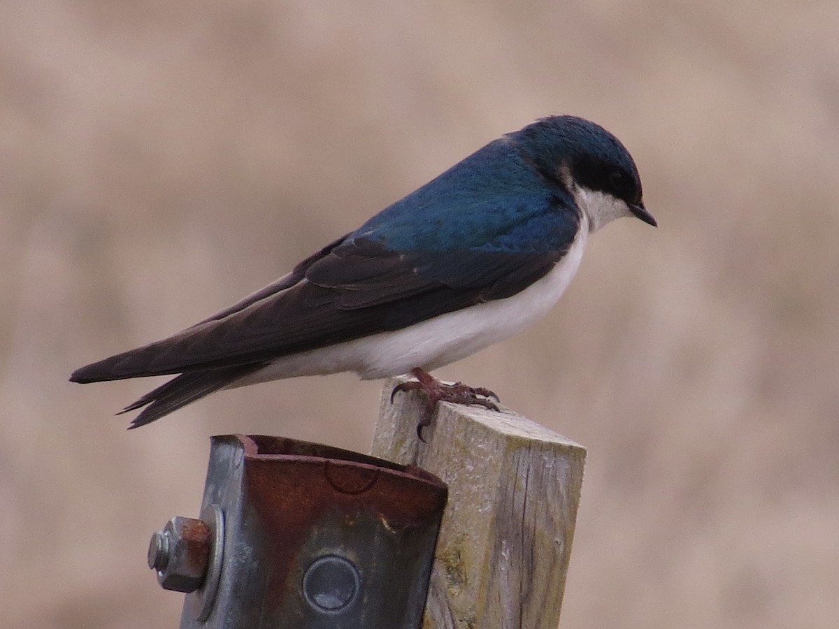 Tree Swallow - Vincent Maglio