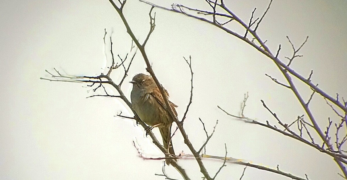 Dunnock - ML434761421