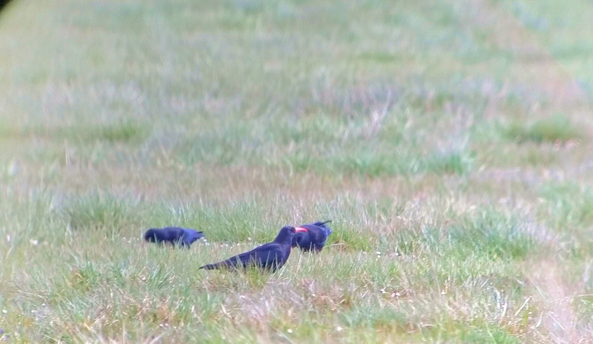 Red-billed Chough - ML434761781