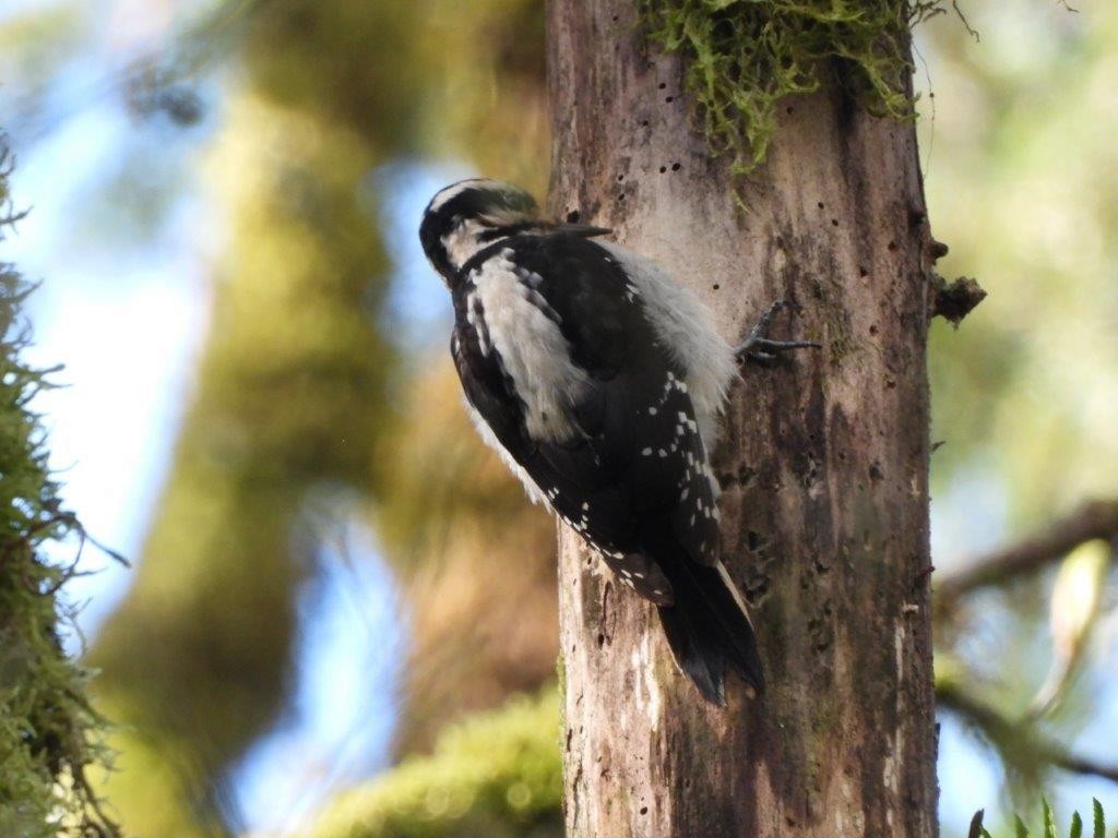 Hairy Woodpecker - ML434763661