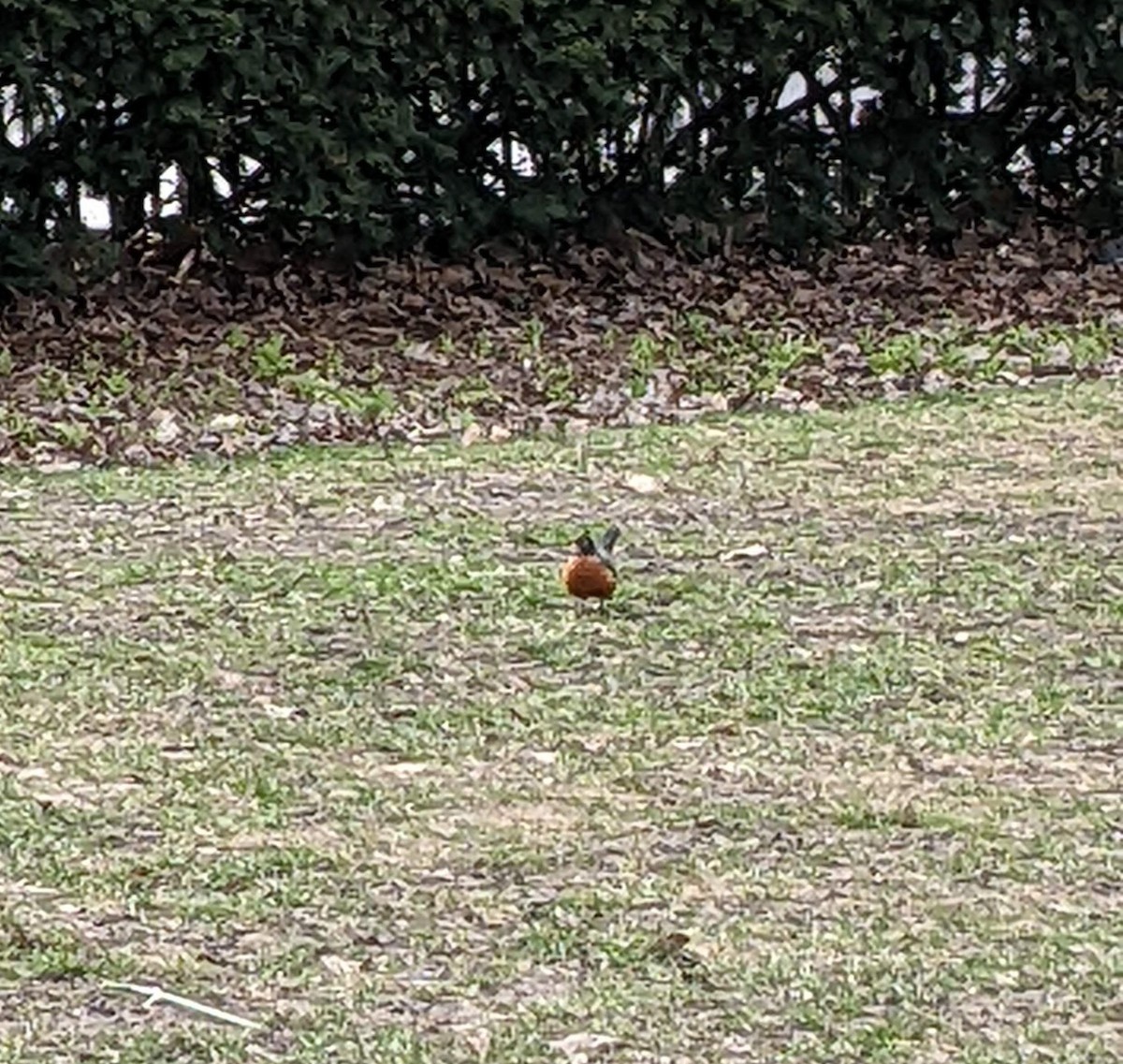 American Robin - ML434764231