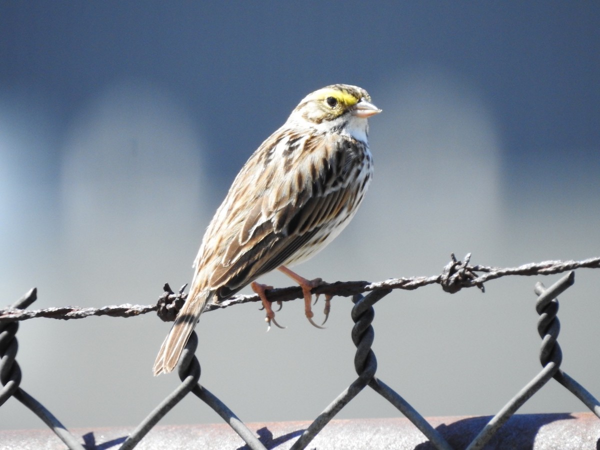 Savannah Sparrow - ML434767341