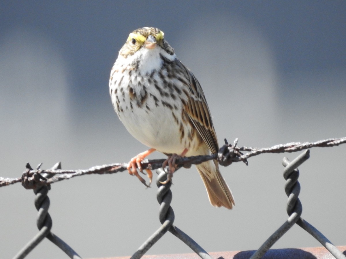 Savannah Sparrow - ML434767351