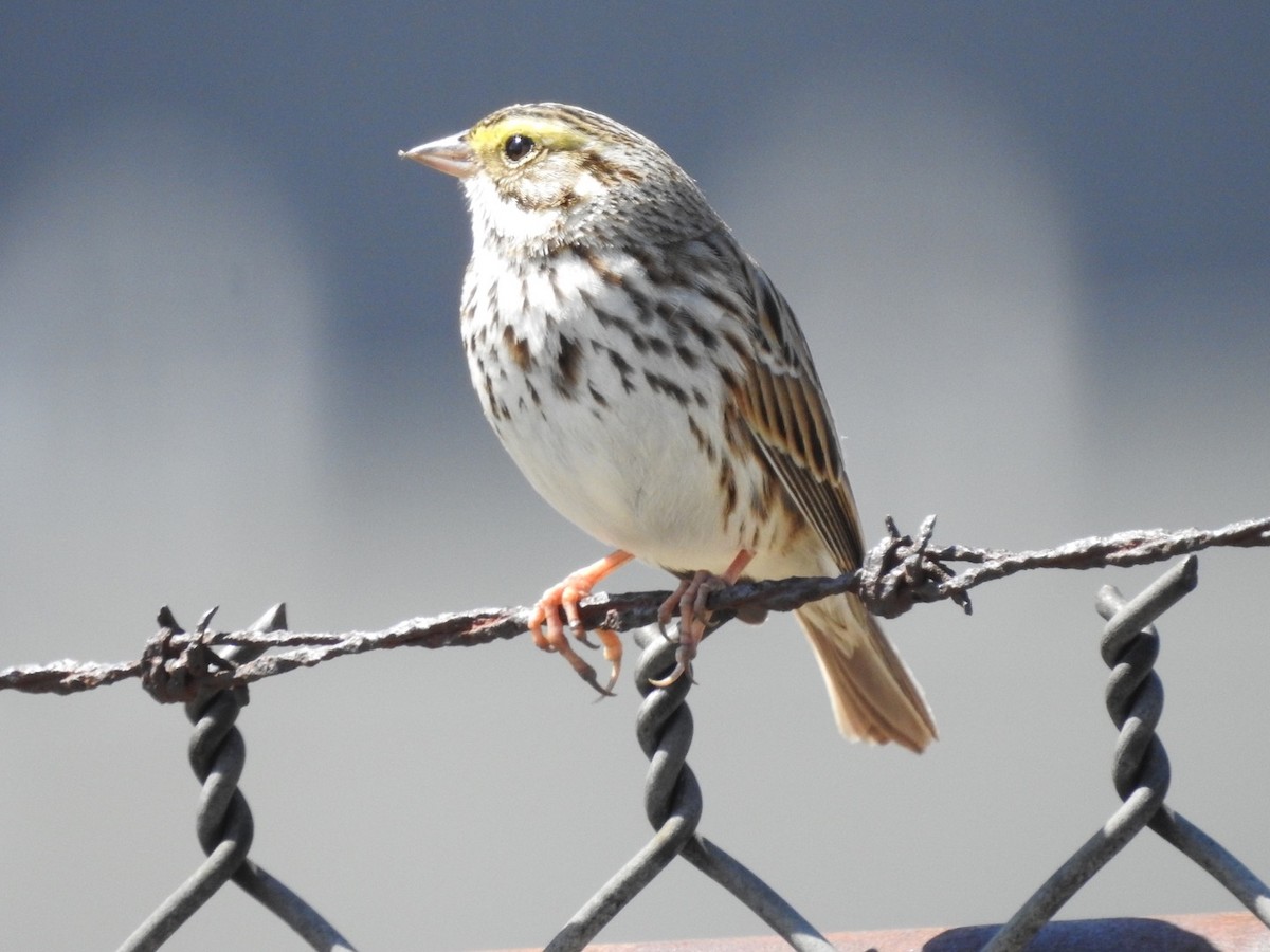 Savannah Sparrow - ML434767371