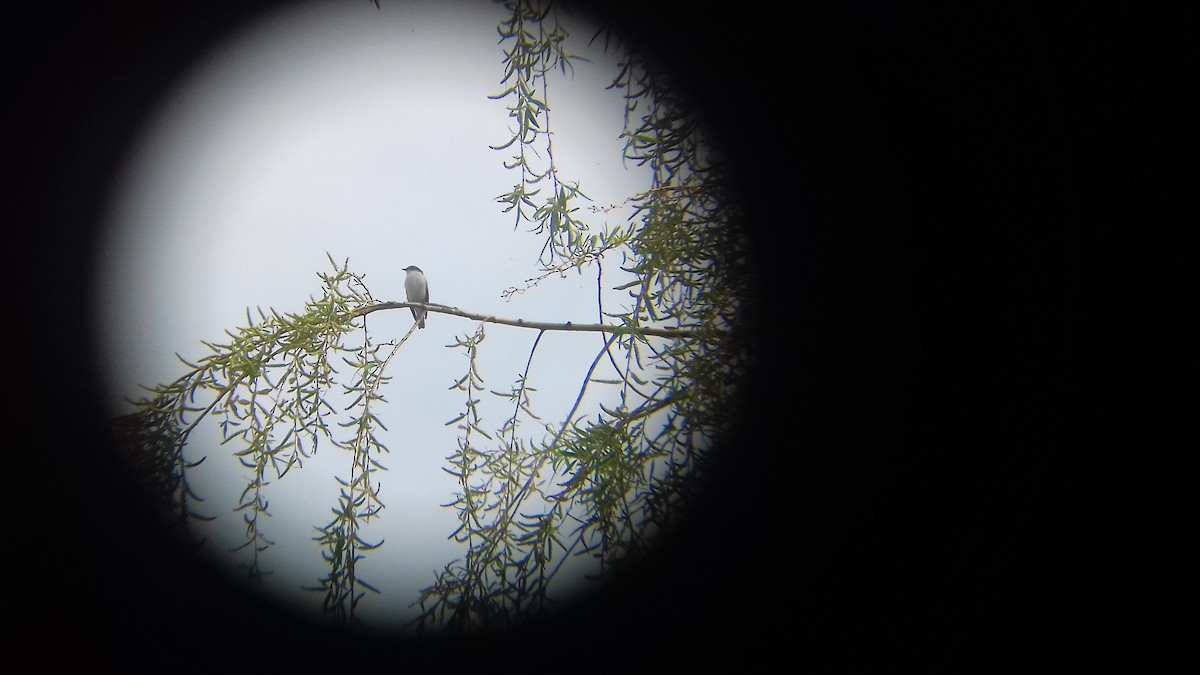 European Pied Flycatcher - ML434769121