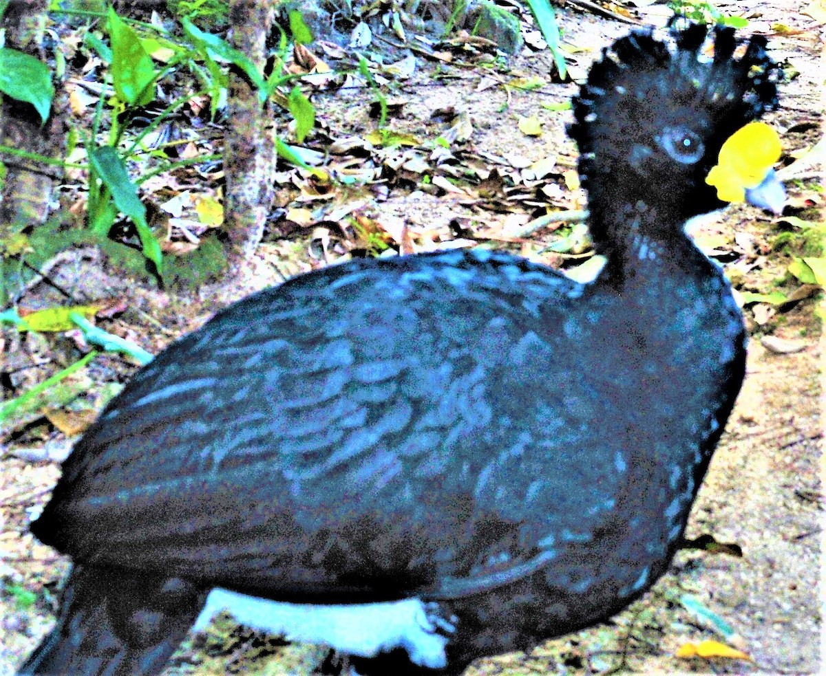 Great Curassow - ML434769671