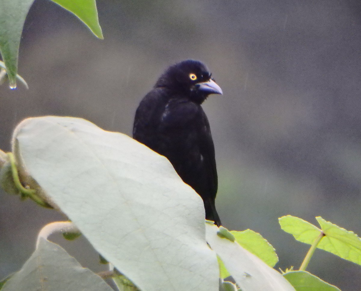 Vieillot's Black Weaver - ML43477141