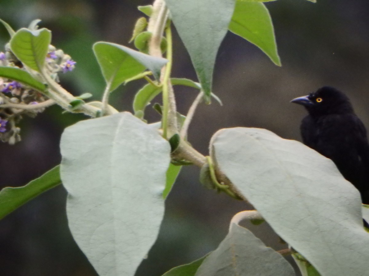 Vieillot's Black Weaver - ML43477151