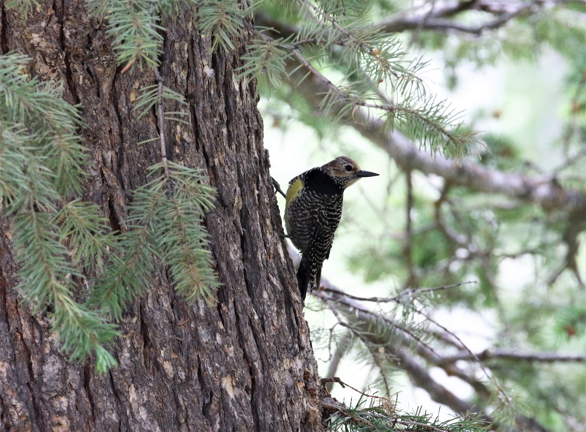 Williamson's Sapsucker - ML434772191