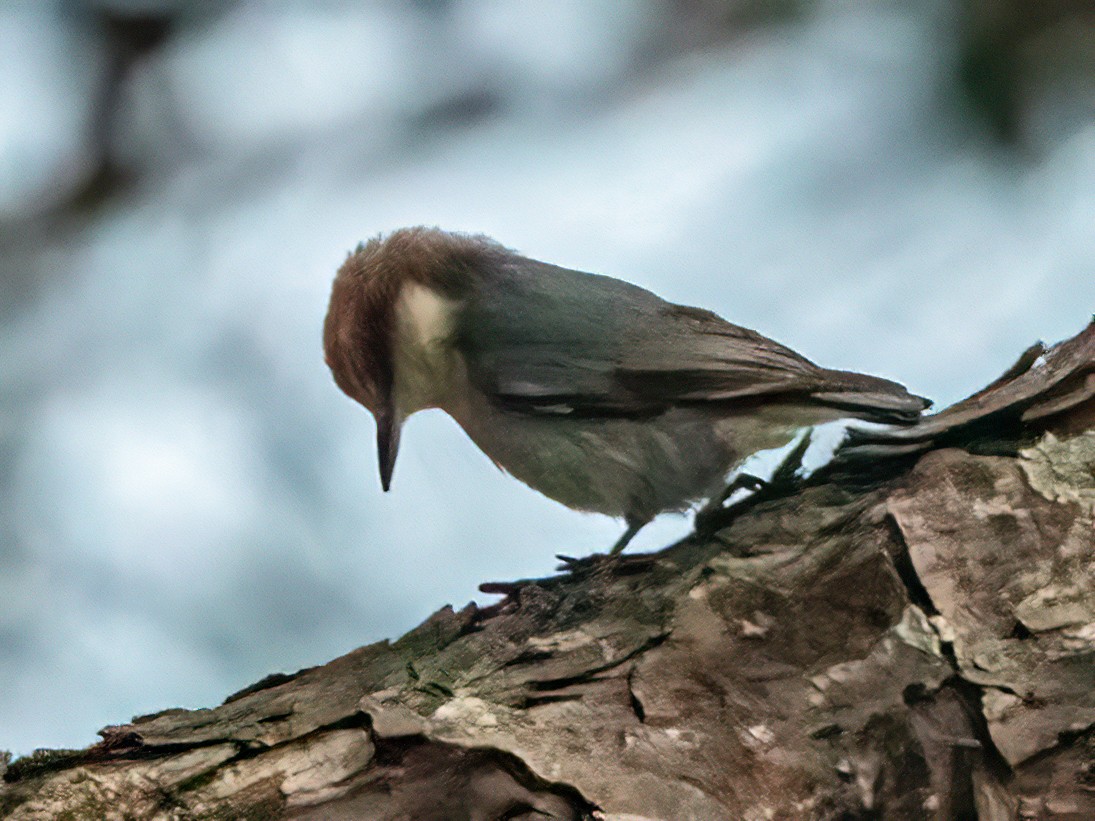 Brown-headed Nuthatch - ML434773721