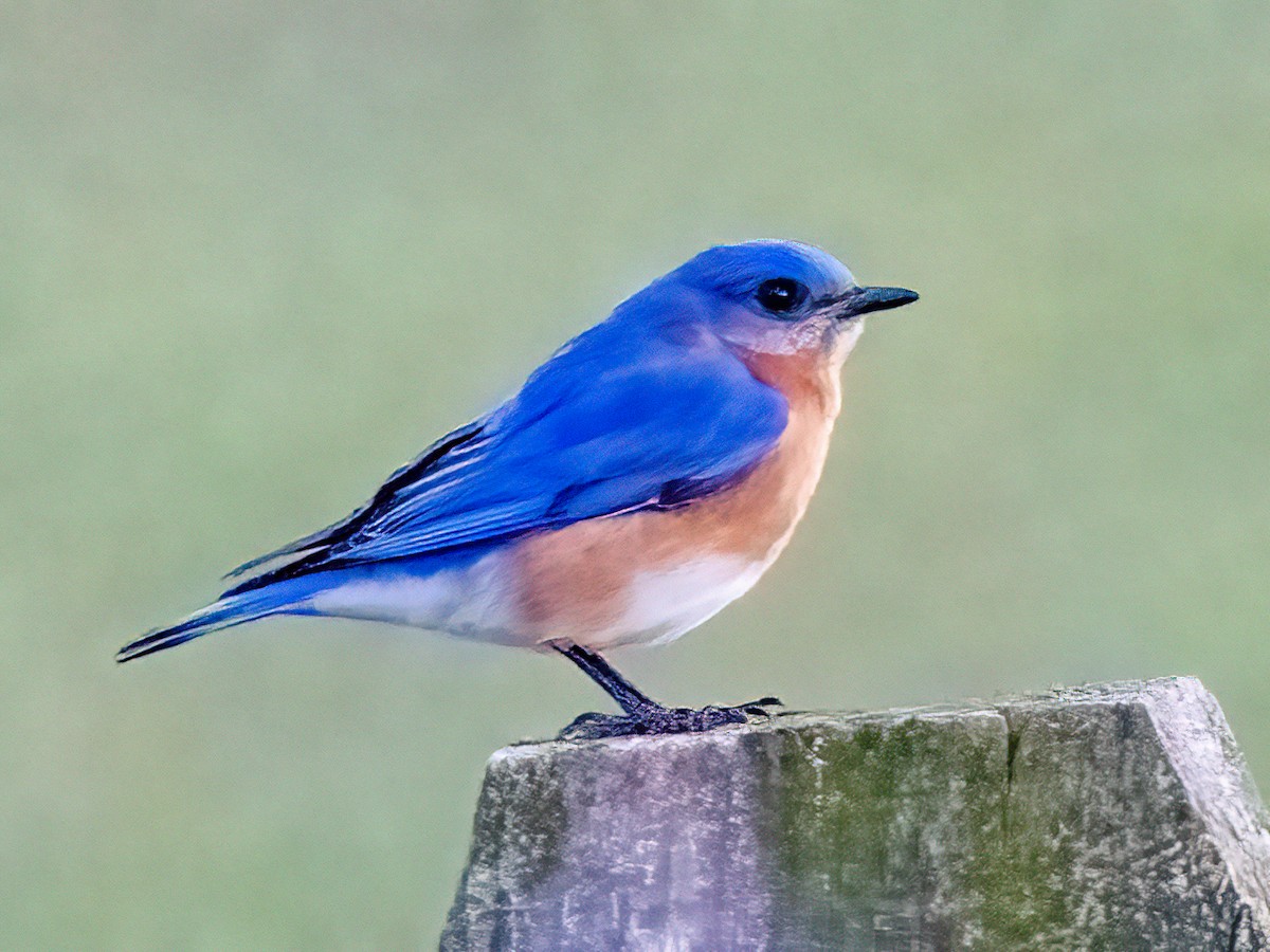 Eastern Bluebird - ML434775951