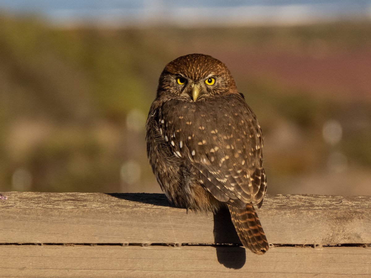 Austral Pygmy-Owl - ML434776081