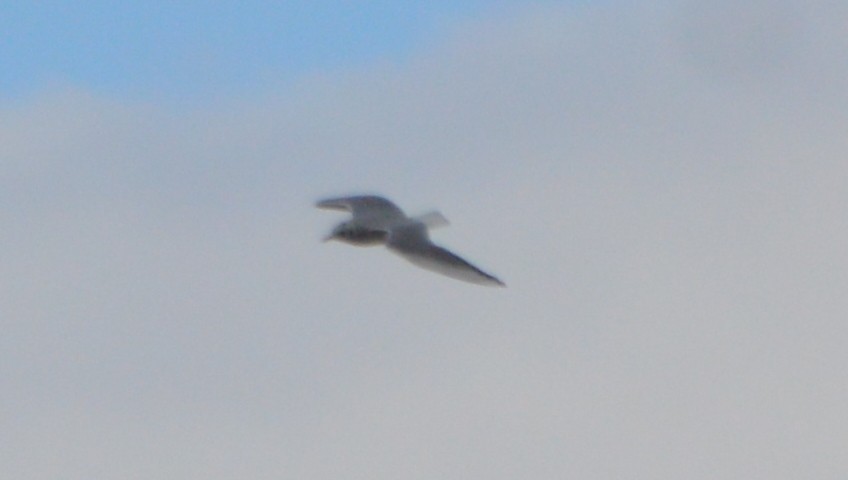 Bonaparte's Gull - John McCallister