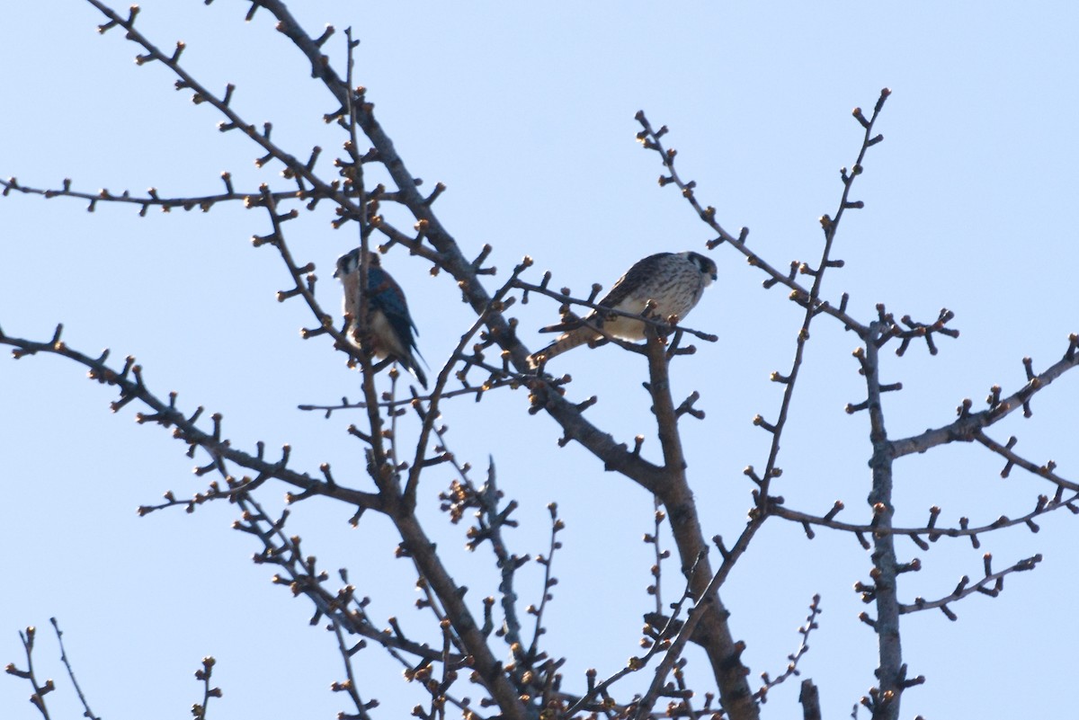 American Kestrel - ML434778481
