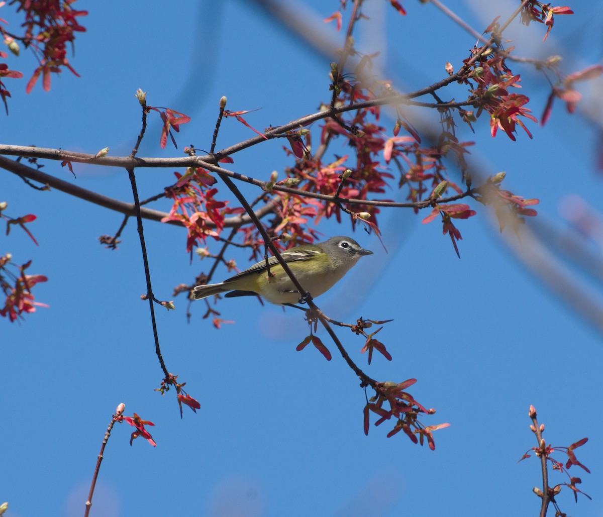 Blue-headed Vireo - ML434778571