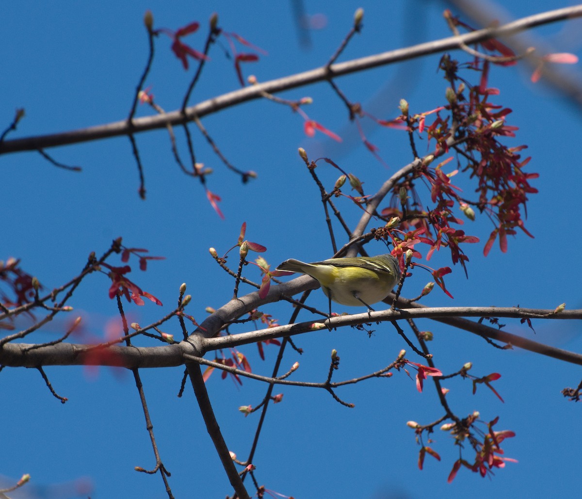 Blue-headed Vireo - ML434778581