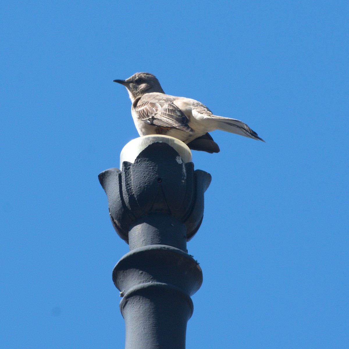 Northern Mockingbird - Joel McCoy