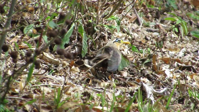 Lesser Ground-Cuckoo - ML434779811