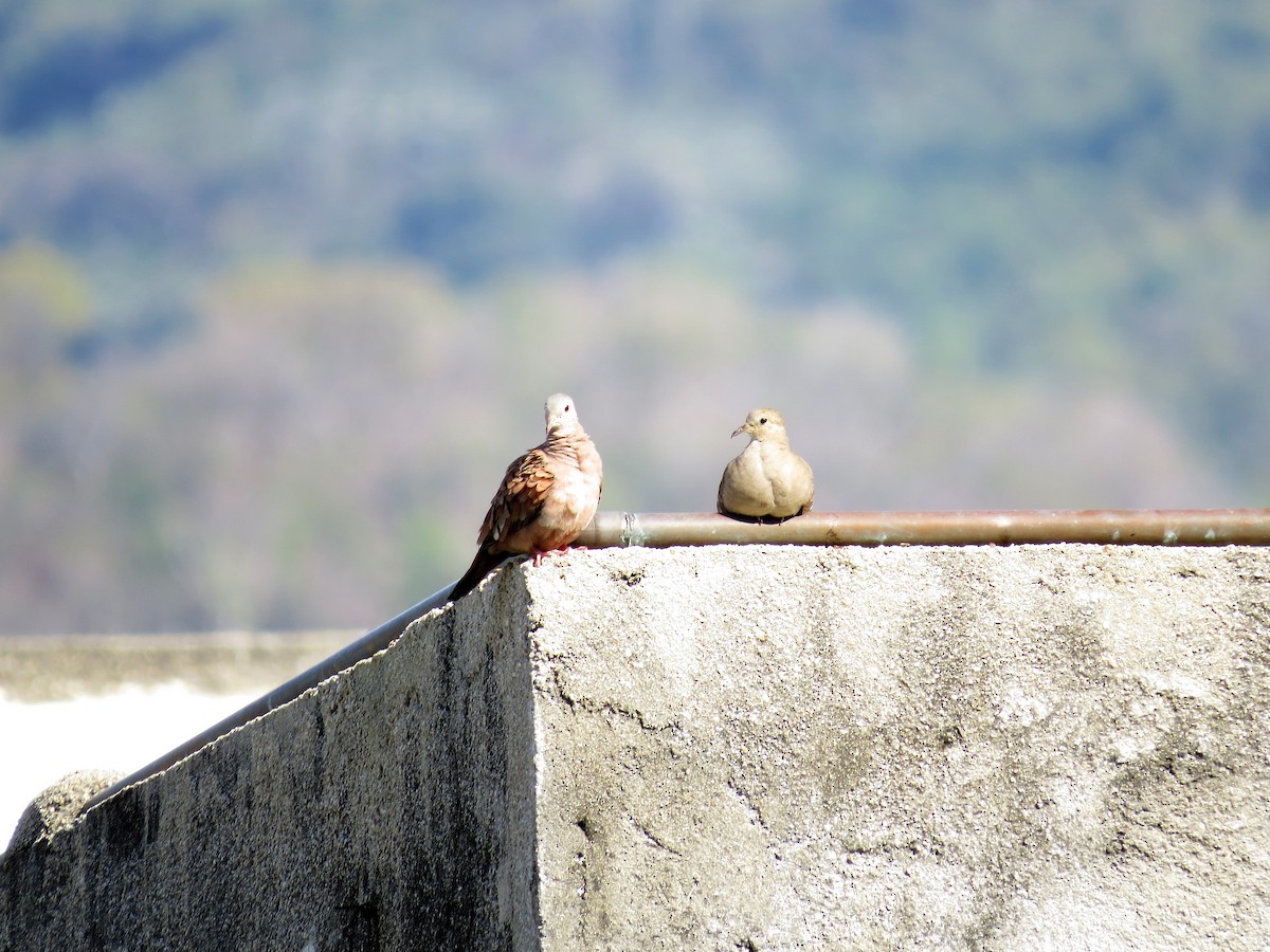 Ruddy Ground Dove - ML434779891