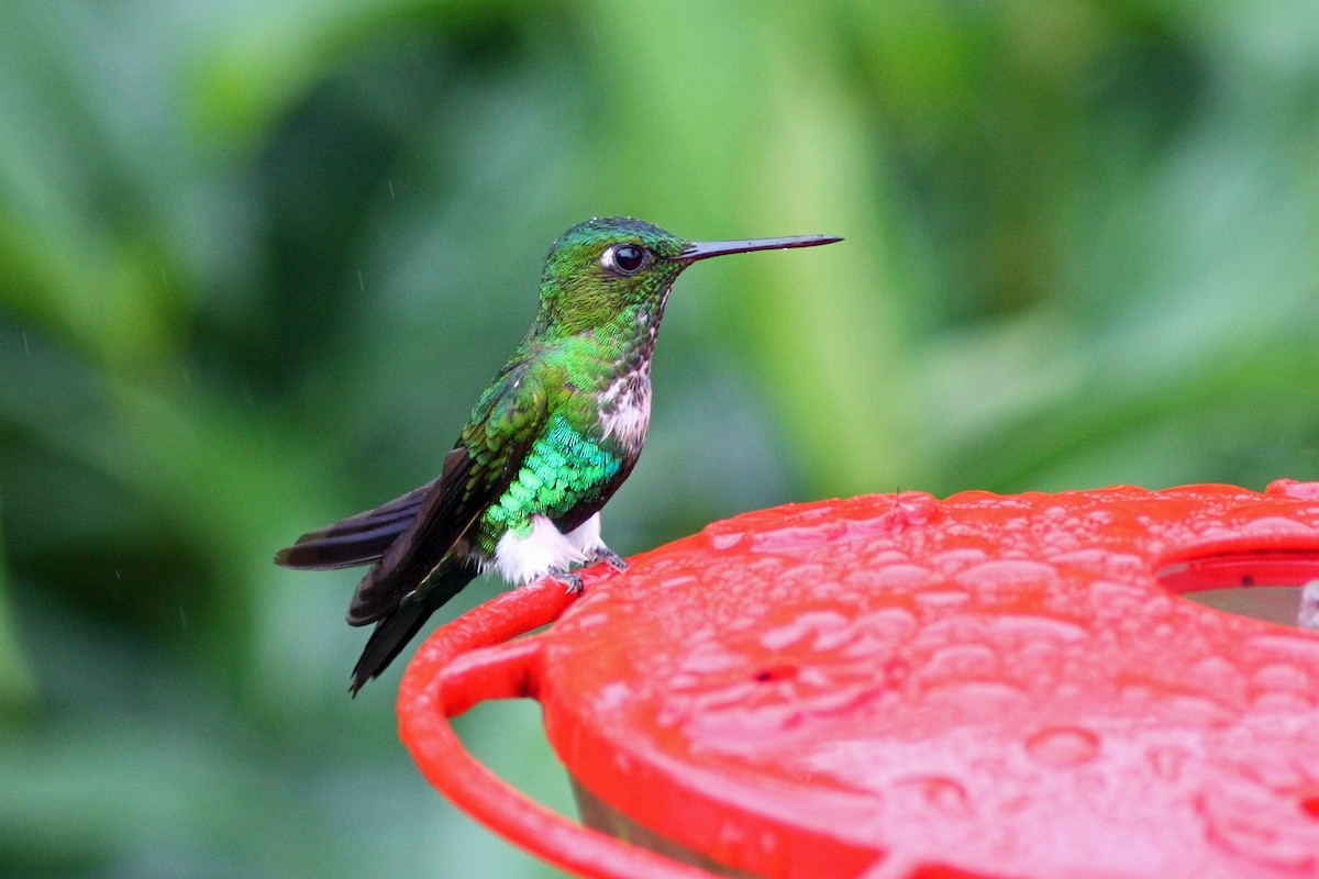 Emerald-bellied Puffleg - ML43477991