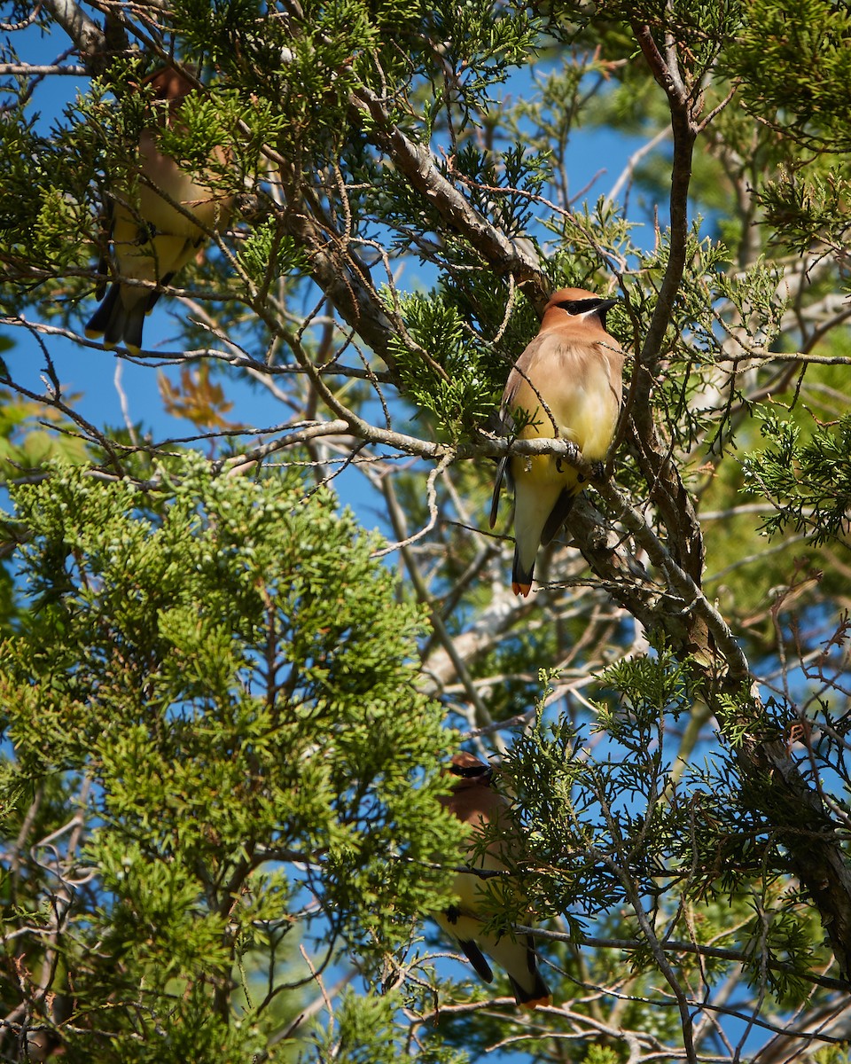 Cedar Waxwing - ML434780041