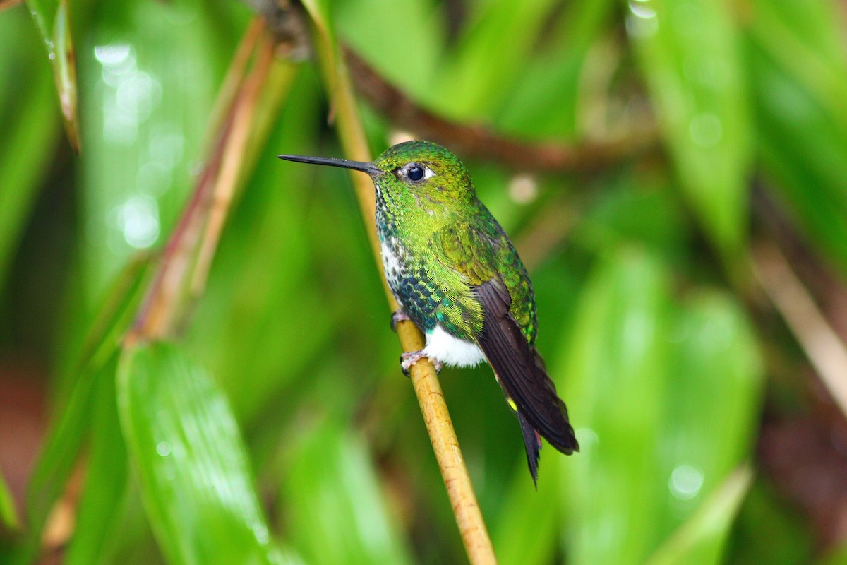 Emerald-bellied Puffleg - ML43478051