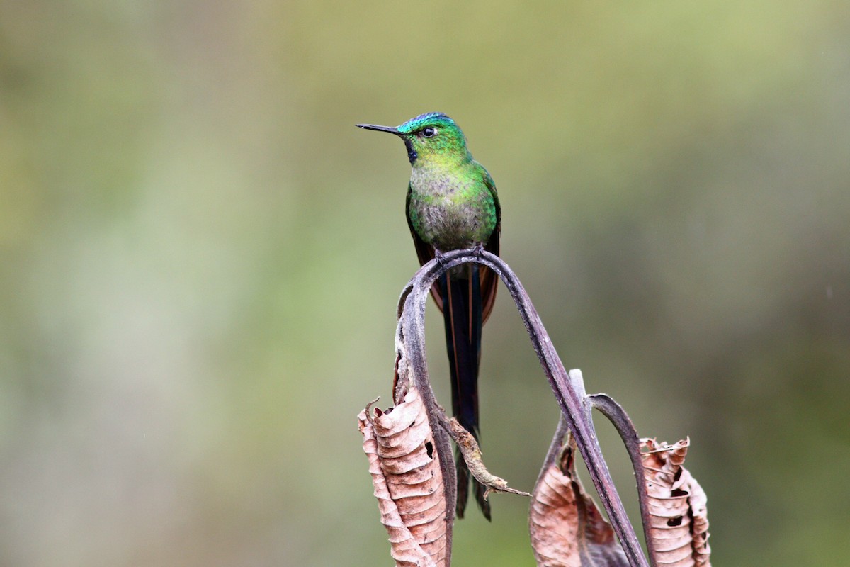 Long-tailed Sylph - ML43478081
