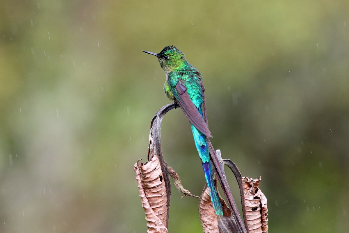 Long-tailed Sylph - ML43478091