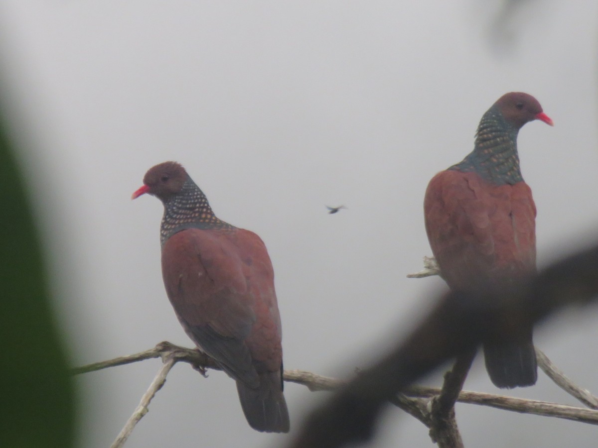 Scaled Pigeon - ML434780961