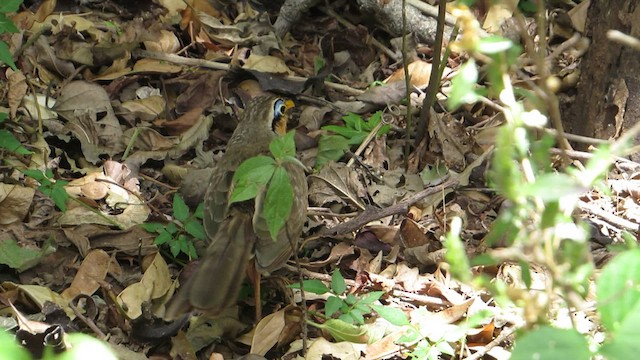 Lesser Ground-Cuckoo - ML434781451